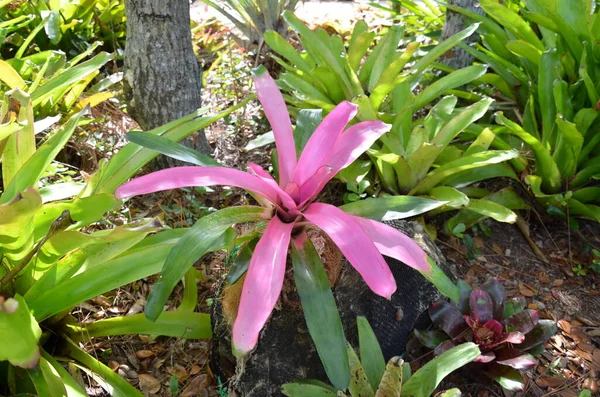 Flor com pétalas rosa e folhas verdes e água no meio — Fotografia de Stock