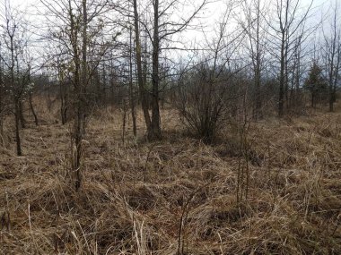 brown grasses and plants and trees outdoor