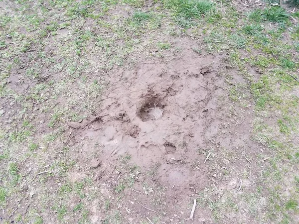 Отверстие с грязной водой и грязью в траве — стоковое фото