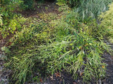 black eyed susan flowers with green leaves leaning over