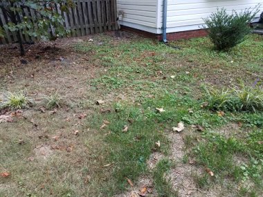 gutter downspout and weeds and green grass in yard