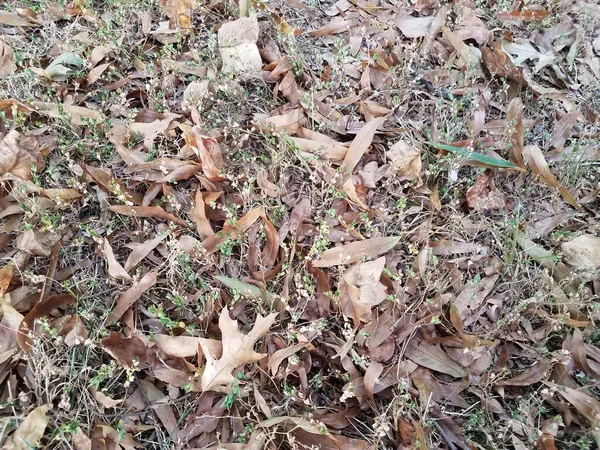 Planta verde ou ervas daninhas e folhas castanhas caídas — Fotografia de Stock