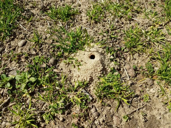 Klein gat en vuil heuvel van gemalen bijeninsect — Stockfoto