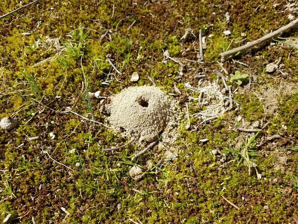 small hole and dirt mound from ground bee insect