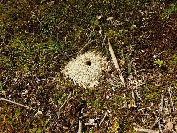 Petit trou et monticule de terre d'insecte d'abeille moulue — Photo