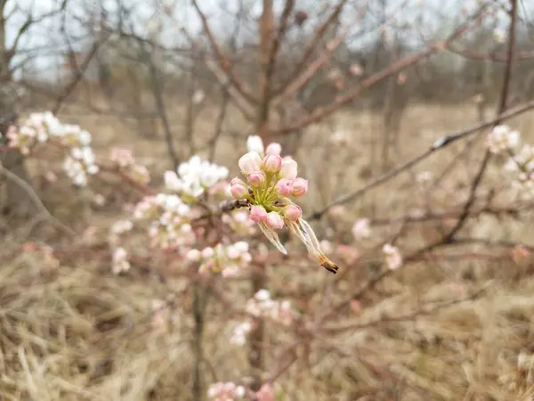 Pink and white flower blossoms on tree with brown grasses — Stock Photo, Image