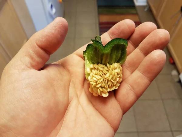 Mano sosteniendo el núcleo de pimiento verde con semillas — Foto de Stock