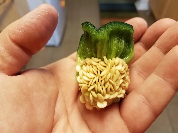 Mano sosteniendo el núcleo de pimiento verde con semillas —  Fotos de Stock