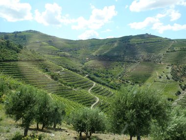Yeşil tepeler, çiftlikler, ağaçlar ve bulutlar