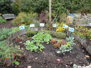 Bahçe, marul, lahana ve toprak