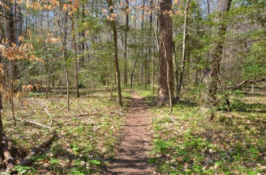 Ormanda veya ormanda patika ya da patika