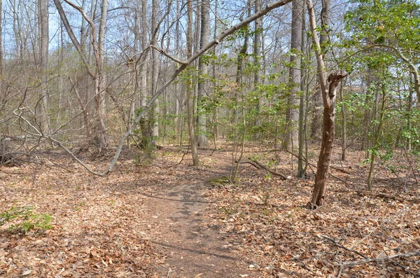 Sentier ou sentier dans la forêt ou les bois — Photo
