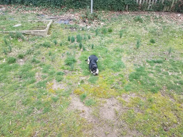 Cane Cucciolo Bianco Nero Sull Erba Che Mangia Bastone — Foto Stock