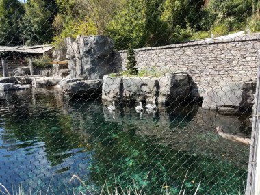 Metal çitlerin arkasında suda pelikan kuşları