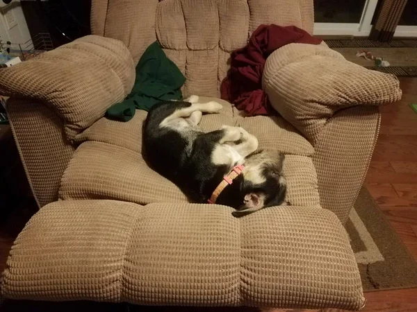 Черный и белый пес, лежащий на коричневом стуле — стоковое фото