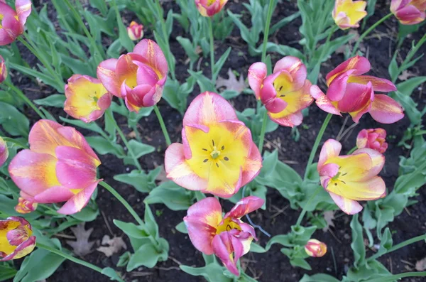 Flores verdes com pétalas rosa e amarela na sujeira — Fotografia de Stock
