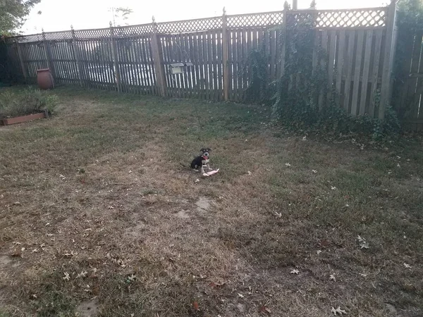 Chien noir et blanc dans la pelouse avec jouet — Photo