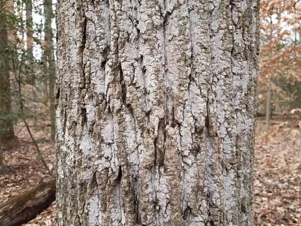 Λευκό Και Καφέ Φλοιό Ακατέργαστου Δέντρου Στο Δάσος Στο Δάσος — Φωτογραφία Αρχείου