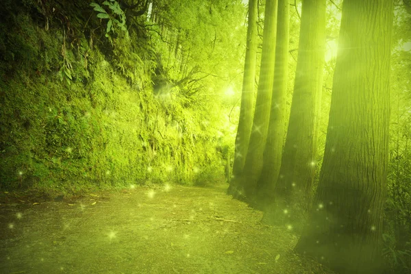 Bella vista in una misteriosa foresta verde con luce da favola — Foto Stock