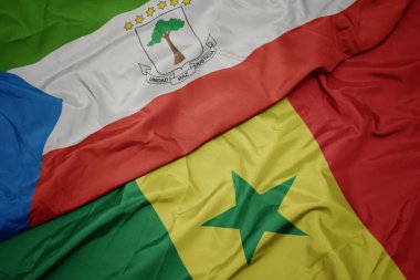 Senegal ve Ekvator Ginesi bayrağının renkli bayrağını sallıyor..