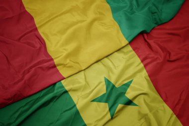 Senegal ve Gine bayrağının renkli bayrağını sallıyor..