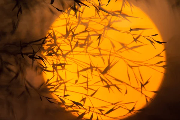 Ramos secos contra o sol da noite. Ramos de plantas com folhas ao pôr do sol . — Fotografia de Stock