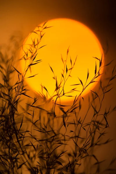 Ramos secos contra o sol da noite. Ramos de plantas com folhas ao pôr do sol . — Fotografia de Stock