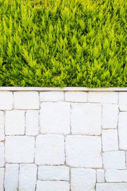 Ladin ve beyaz mermer tuğla duvar. Arka plan