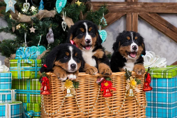 Köpek doğurmak Bernese dağ köpek yavrusu, Noel ve yeni yıl — Stok fotoğraf