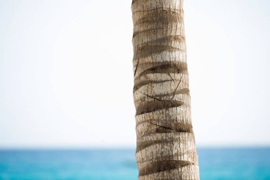 Gökyüzü ve deniz karşı bir palmiye ağacının gövde