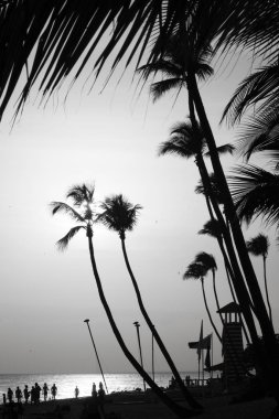 Güneş batarken tropikal sahilde iki palmiye ağacı silueti.