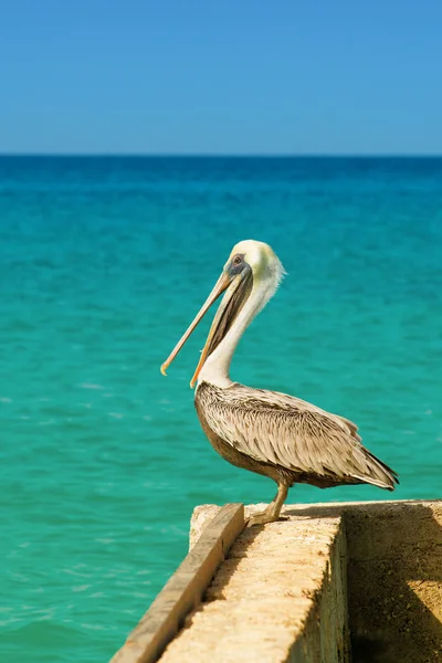 Pelican sorge su un molo con un bellissimo mare blu esotico. Una scena tropicale del molo sereno con il Mar dei Caraibi . — Foto Stock