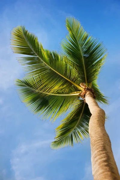 Green palm tree on blue sky background