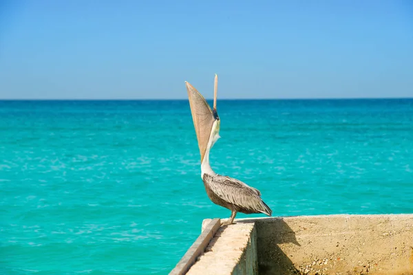 Pelican sorge su un molo con un bellissimo mare blu esotico. Una scena tropicale del molo sereno con il Mar dei Caraibi . — Foto Stock