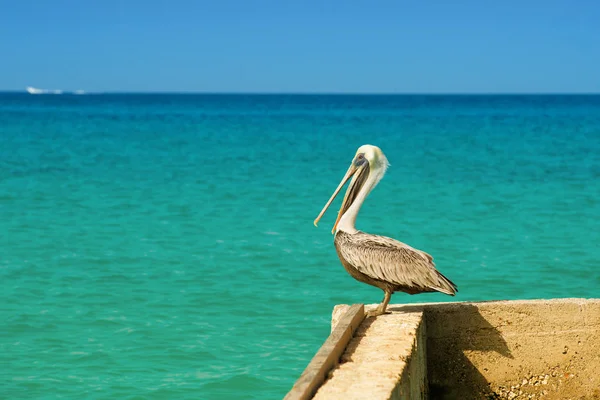 Pelican står på en brygga med en vacker exotisk blå havet. En tropisk serene pier scen med Karibiska havet. — Stockfoto