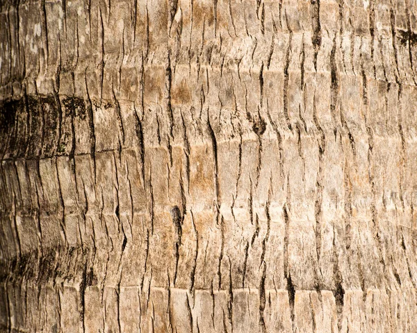Ruwe bruin palm boom hout schors natuurlijke textuur achtergrond. — Stockfoto