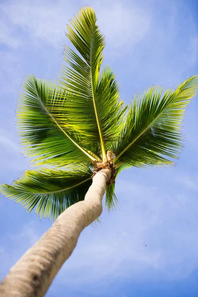 Palmier vert sur fond bleu ciel — Photo
