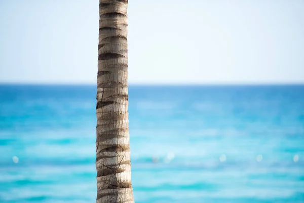 Stammen av en Palm mot himlen och havet — Stockfoto