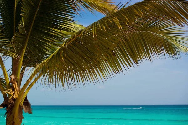 Palm tree on the background of the sea and sky — Stock Photo, Image