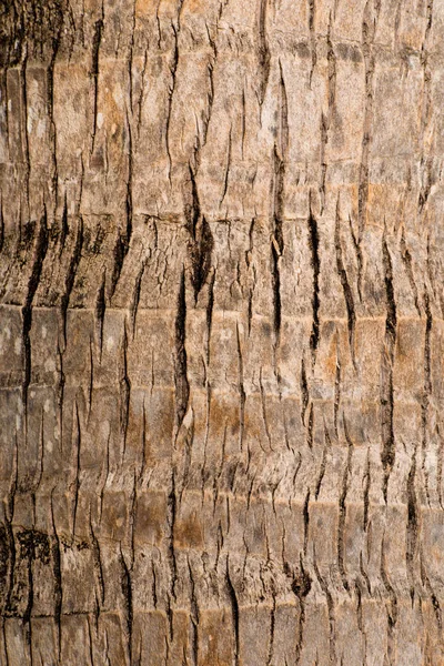 Кора коры коричневого дерева пальмы естественный текстурный фон . — стоковое фото