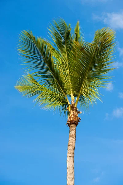 Palmier vert sur fond bleu ciel — Photo