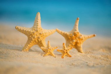 Bir ailenin deniz yıldızı denizin üzerinde duruyor