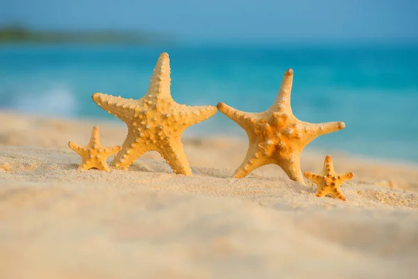 Uma família de estrelas do mar repousa sobre o mar — Fotografia de Stock