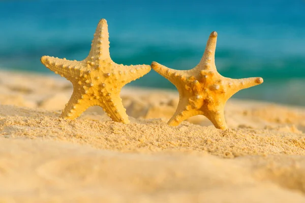 Duas estrelas do mar na praia. República Dominicana — Fotografia de Stock