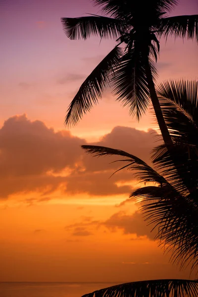 Gün batımı tropikal Beach Palm ağaçlar siluet. Turuncu günbatımı.