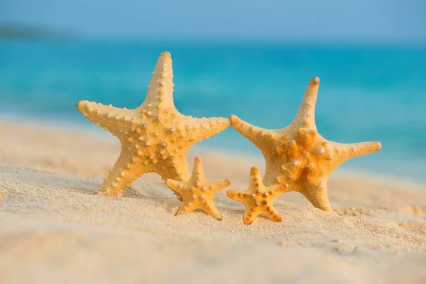 Uma família de estrelas do mar repousa sobre o mar — Fotografia de Stock