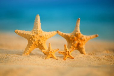 Bir ailenin deniz yıldızı denizin üzerinde duruyor