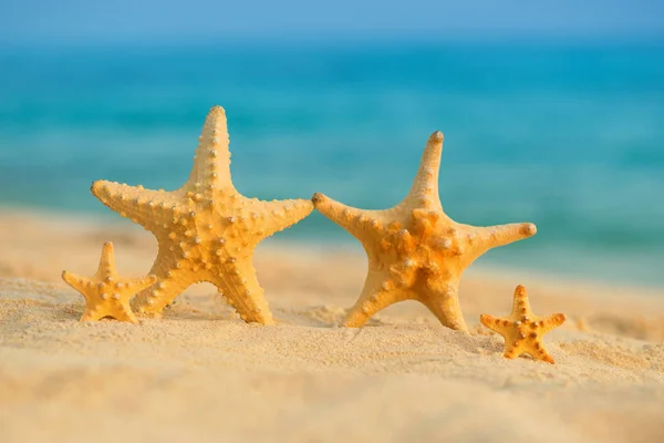 Uma família de estrelas do mar repousa sobre o mar — Fotografia de Stock