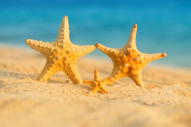 Bir ailenin deniz yıldızı denizin üzerinde duruyor