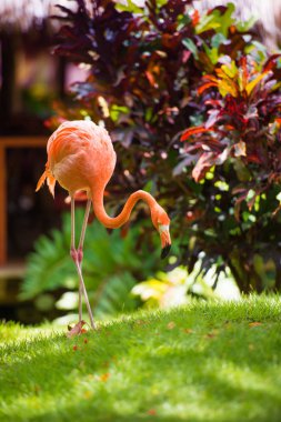 Bahçedeki pembe bir Karayip flamingo.